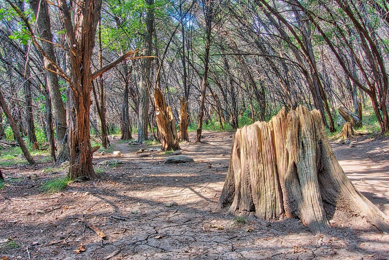 A shaded greenbelt trail with sun through the trees