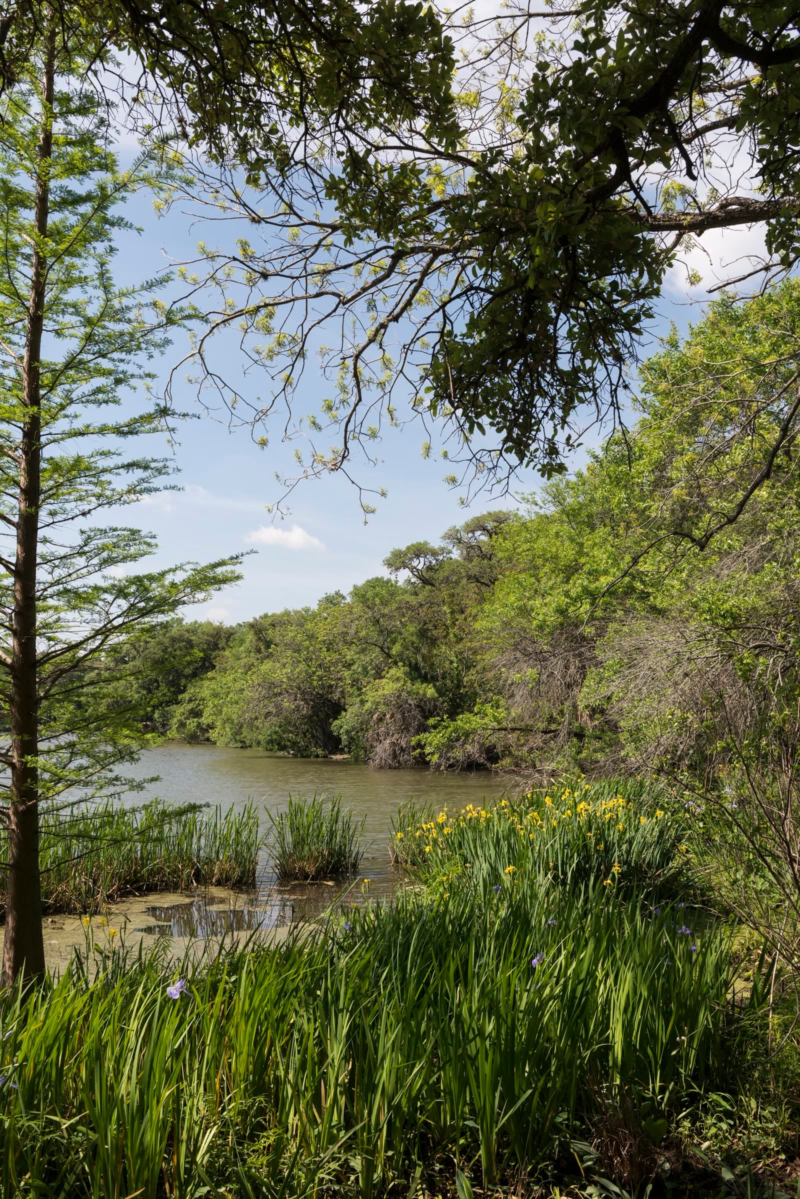 Laguna Gloria on the lake, with trees along the shore